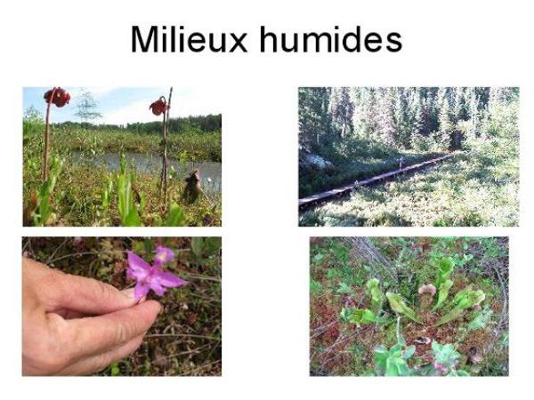 Milieux humides