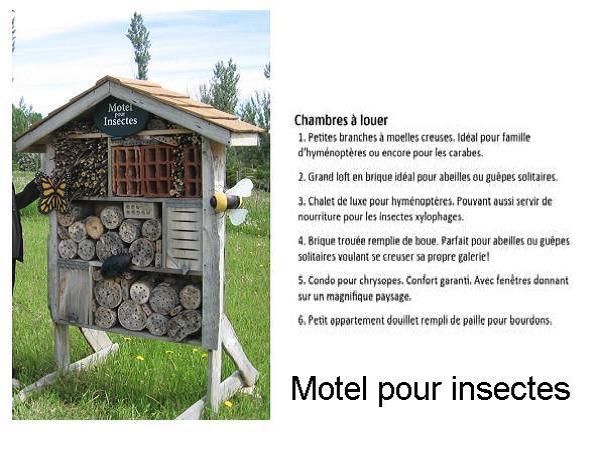 Motel insectes